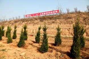 灞桥种植苗木7万株,造林面积500亩,为宜居灞桥增添一抹抹 新绿